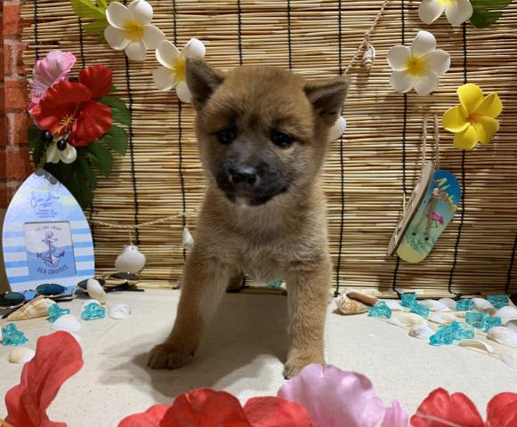 柴犬《家族が決まりました💕》本日の最終特価‼️《総額13万円のみ