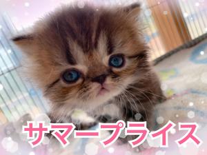 セレブキャット