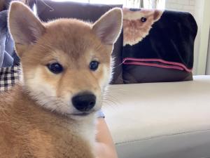 柴犬