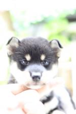 柴犬極上☆超スーパープレミアム☆極小黒豆柴☆女の子