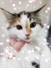 ノルウェージャンフォレストキャット