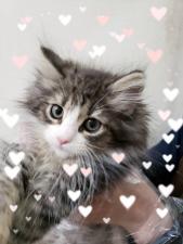 ノルウェージャンフォレストキャット