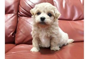 MIX(雑種)(デザインDOG ぺキマルプー)子犬のしつけに自信の無い方は当店をご利用ください 当店の子犬はすべてしつけを済ませてからのお渡しを徹底しています
