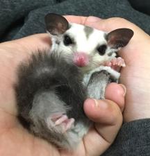 プラチナ フクロモモンガ
