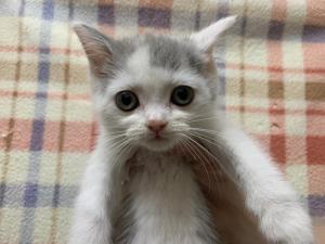 ブリティッシュショートヘア