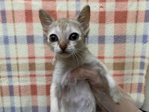 シンガプーラ