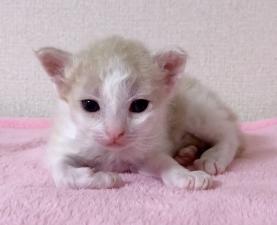 ラパーマ