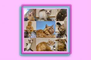Twinkle Cats