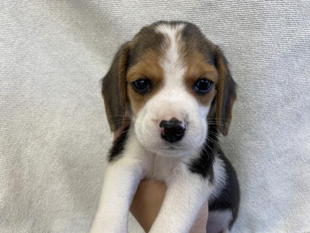 ビーグル 子犬や子猫たちのペット販売情報が満載 ペットステーション