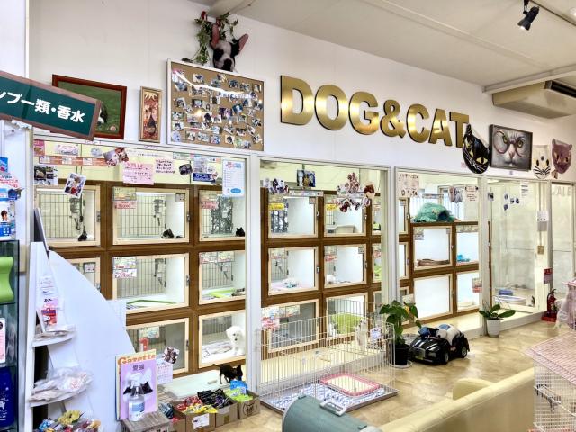 ﾍﾟｯﾄｼｮｯﾌﾟ ウメダ 福山市 新涯店【公式】子犬と子猫の専門店