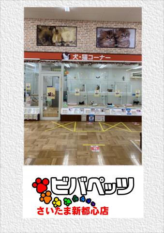 ビバペッツさいたま新都心店 埼玉県 子犬や子猫たちのペット販売情報が満載 ペットステーション