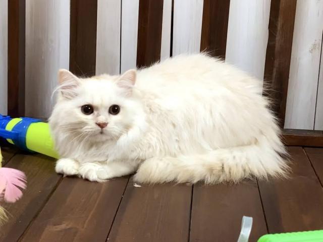 ラガマフィン 話題の神メソッド猫 脱力ツメキリ動画 子犬や子猫たちのペット販売情報が満載 ペットステーション