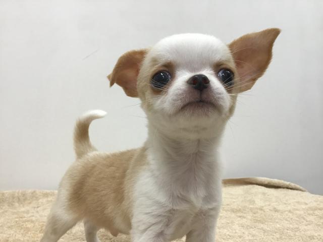 スタイルパウズ川口店 埼玉県 子犬や子猫たちのペット販売情報が満載 ペットステーション