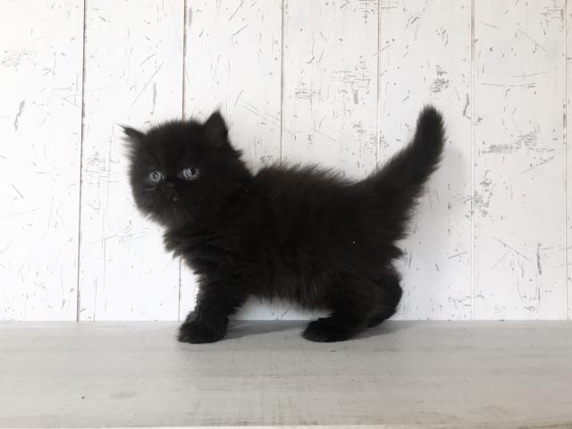 エキゾチックロングヘアー 子犬や子猫たちのペット販売情報が満載 ペットステーション