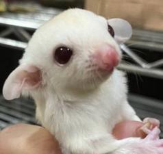 フクロモモンガ