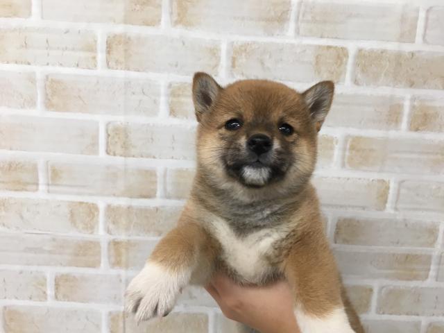 柴犬