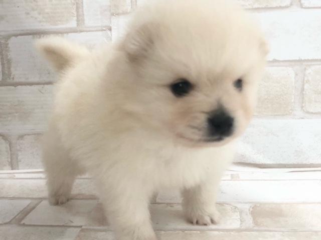 ポメラニアン 子犬や子猫たちのペット販売情報が満載 ペットステーション