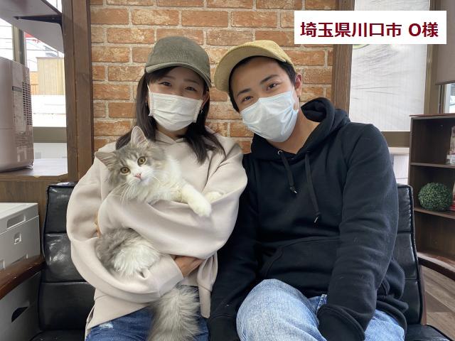 サイベリアン 💕猫アレルギー有る方にお勧め猫種💕