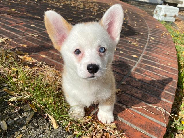 ウェルシュコーギーペンブローク 子犬や子猫たちのペット販売情報が満載 ペットステーション