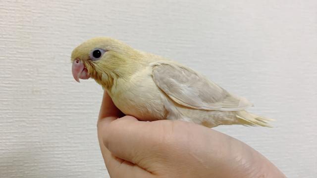 サザナミインコ