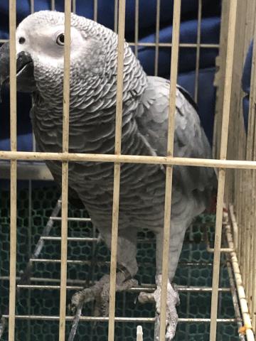 ヨウム 子犬や子猫たちのペット販売情報が満載 ペットステーション