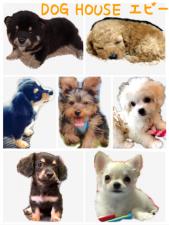 DOG HOUSE エビー