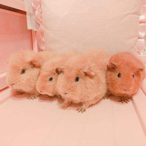 ☆モルモット▷多頭飼いについてお伝えしたいこと。読んでいただけると ...