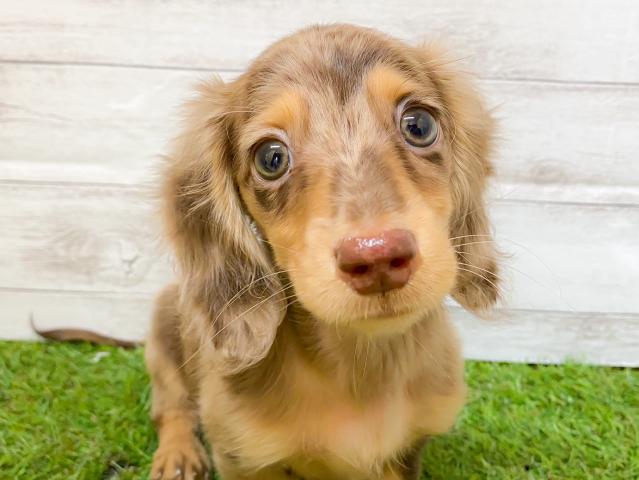 ミニチュアダックスフンド 子犬や子猫たちのペット販売情報が満載 ペットステーション