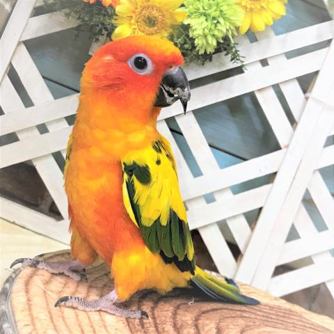 コガネメキシコインコ