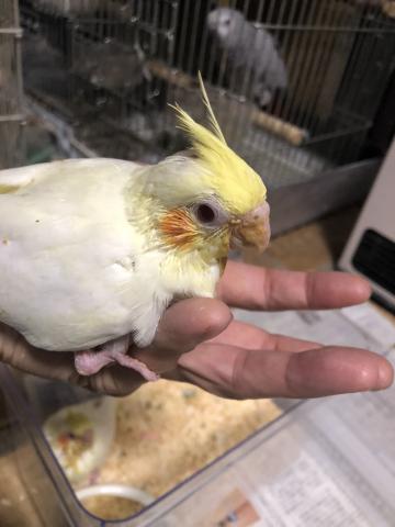 オカメインコ　ルチノー 