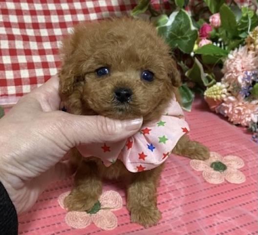 ティーカッププードル 子犬や子猫たちのペット販売情報が満載 ペットステーション