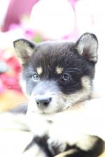 柴犬☆極上☆スーパープレミアム☆極小黒豆柴☆女の子