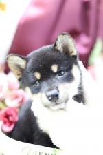 柴犬☆極上スーパープレミアム☆極小黒豆柴☆女の子