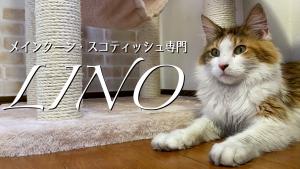 キャットブリーダー❁︎LINO❁︎