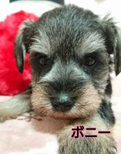 ミニチュアシュナウザー