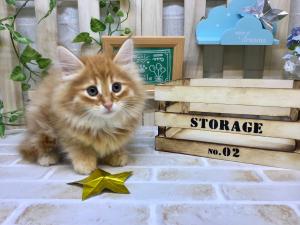 ノルウェージャンフォレストキャット