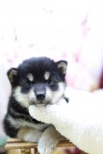 柴犬☆極上☆スーパープレミアム☆極小黒豆柴☆女の子