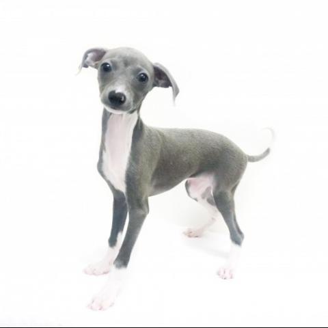 イタリアングレーハウンド 子犬や子猫たちのペット販売情報が満載 ペットステーション