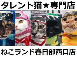 ⭐タレント猫専門店⭐ねこランド春日部西口店