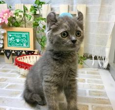 アメリカンカール