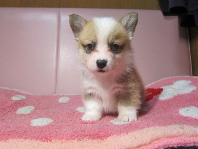 ウェルシュコーギーペンブローク 子犬や子猫たちのペット販売情報が満載 ペットステーション ウェルシュコーギーペンブローク 子犬や子猫たちのペット販売情報が満載 ペットステーション