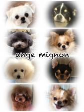 ange mignon