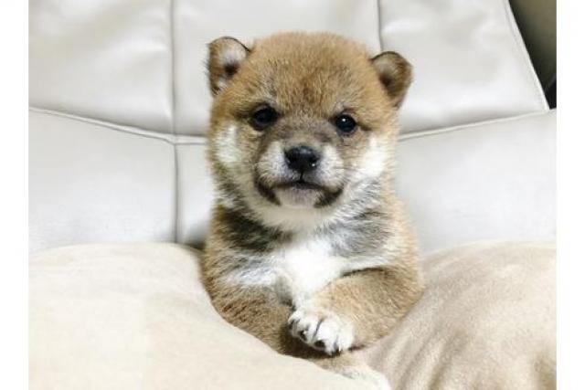 柴 ブリーダー 関東 豆 柴犬のブリーダー・しばいぬの里 黒潮荘にはたくさんの可愛い子犬がいます