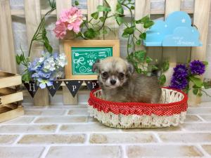 チワワ(ロングコート)