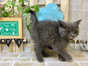 ブリティッシュショートヘア