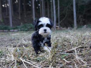 チャイニーズクレステッドドッグ