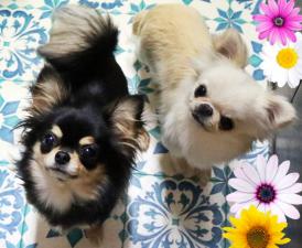 ライナスプラス犬舎