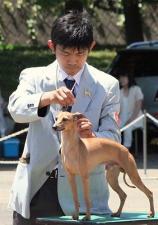 イタリアングレーハウンド専門犬舎CH・エリーの店 EVERY ONE