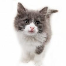 ノルウェージャンフォレストキャット
