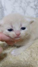 happynekoハウス